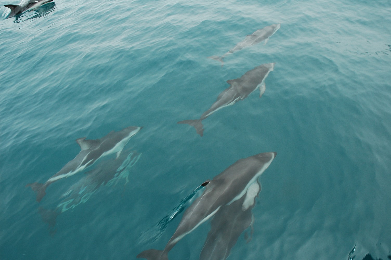 200   30 01   Kaikoura